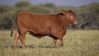 Auction Video - Beef On Grass - BOS 21 298