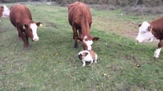 English bulldog vs bull interesting meeting