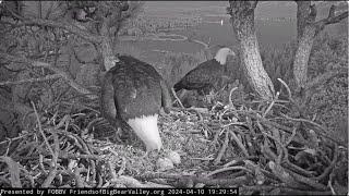 Shadow and Jackies evening at the nest FOBBV CAM Big Bear Bald Eagle Live Nest - Cam 1