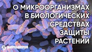 Микроорганизмы бактерии в биоинсектицидах. Классификация и особенности действия.