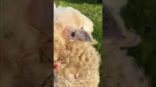 This is a weird one  #farmvlog #farmlife #sheep