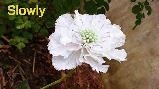 ABC TV  How To Make Scabiosa Flower From Crepe Paper Slowly - Craft Tutorial