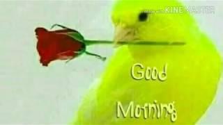 GOOD MORNING video   WhatsApp