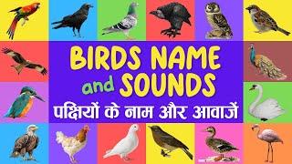 Birds name and sound  birds name  name of birds  पक्षियों के नाम  Birds song