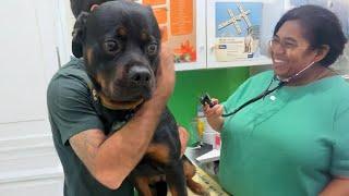 Even the Bravest Dogs need a little Comfort sometimes at Vet Funniest Dog Reactions