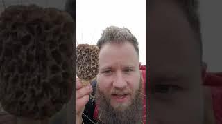 Dune morels out already 