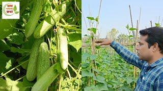 মালচিং পদ্ধতিতে শসা চাষ করে বিঘা প্রতি দুই লাখ টাকা আয় করা সম্ভব।