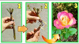 INFINITE ROSES FOR FREE break a branch in half and grow huge roots with a toothpick amazing trick