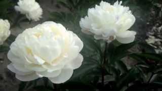 Getting White Peonies for planting - Peony Nursery PeonyShop.com