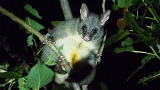 Possum Shooting  Whanganui New Zealand