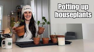 Transplanting rooted houseplant cuttings into pots with soil