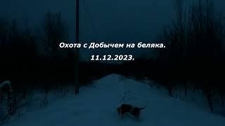 Охота с Добычем на беляка 11 12 2023