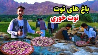 گزارش عمران حیدری، توت خوری از باغ های توت در نجراب، ولایت، کاپیسا Nejrab kapisa