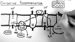 Cellular Respiration 5 - Oxidative Phosphorylation