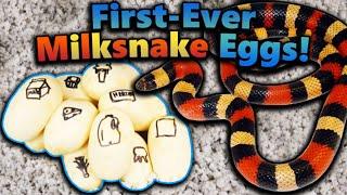 Our Milksnake Laid Eggs New Species for us