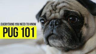 What you need to know about Pugs? Check out this video and see.