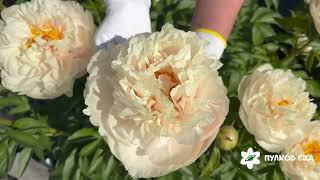 Pastelegance peony. Пастелеганс пион. Пулков сад