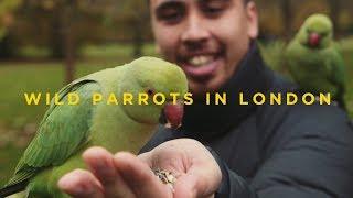 Wild Parrots in London