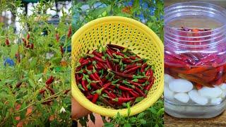 Tips to grow chili in plastic pot at home on rooftop garden  Chili recipes