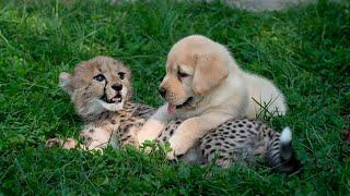 This dog and the cheetah met as children two years later they are still inseparable
