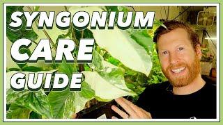 Syngonium COMPLETE Care Guide  How to Grow Syngonium podophyllum arrowhead plant