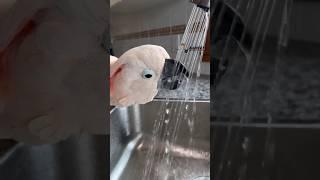 Didn’t get wet this time but Barney loves the blow dryer 🩷 #barneythewestcoastcockatoo