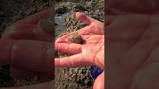 Tiny Cuttlefish In Tidepool