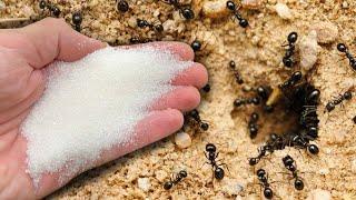 The Ant Is Eating Away Right Before Our Eyes Finally A Really Working Way The ants have