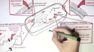 Microbiology - Antibiotics Mechanisms of Action