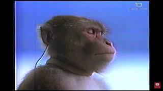 Monkey listening to F1 starting grid theme