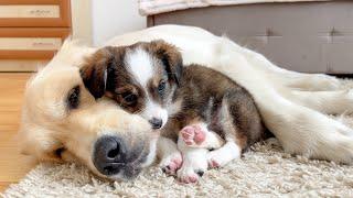 Adorable Puppy Wont Sleep Without His Golden Retriever Cuteness Overload