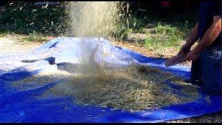 Grain Harvest Threshing Winnowing and Eating Rye