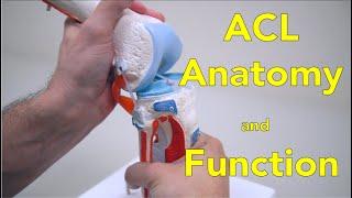Anterior Cruciate Ligament ACL - Anatomy and Function