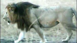 NOTCH - The Lion  HUGE MALE LION  Leader of The Legendary Notch Coalition of Lions  Maasai Mara