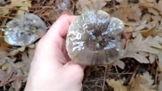 La exquisita seta de charol capuchina Tricholoma portentosum. Aprende a identificarla.