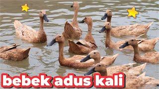 BEBEK ADUS KALI AYAH  BEBEK BERENANG APA  DUCKS SWIMMING IN TUB  LAGU BEBEK ADUS KALI