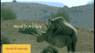 Black Rhinos mati im Namibia and mating of greater sage grouse