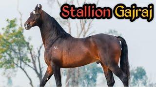 मारवाड़ी अश्व गजराज  Stallion Gajraj - Sanbros Stud Farm Chohla Sahib 