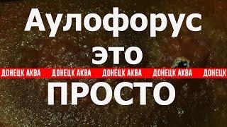 Dero furcata где взять корм для рыб Аулофорус разведение как вырастить самому аулофорус