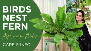 Birds Nest Fern  Asplenium Nidus  Care and Info  Watering  Light  Fertilizer   Pests