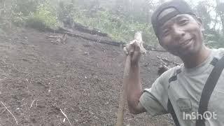 Sowing Grain Seeds at my Paddy Field 