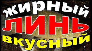 РЫБА ЛИНЬ СО ВКУСОМ РЫБЫ ЛИНЬ а не подгоревшей на сковороде муки.