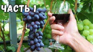  Making homemade wine from kishmish Jupiter grapes 