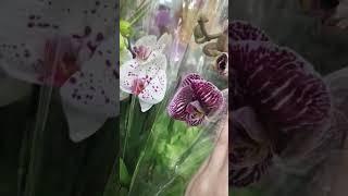 Свежий завоз орхидей в Леруа Мерлен г. Омск 09.02