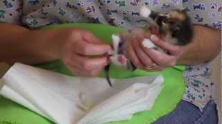 Orphaned Kitten Care How to Videos - How to Stimulate an Orphaned Kitten to Urinate and Defecate