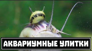 Аквариумные улитки. Большой обзор основных видов. Часть 1 из 2.  Clever Cricket