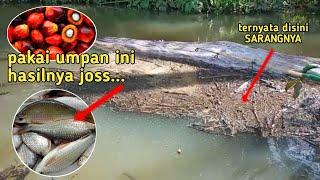 Mancing Ikan Nilem di Sungai Pakai Umpan Sawit Ternyata Seperti ini Sarangnya