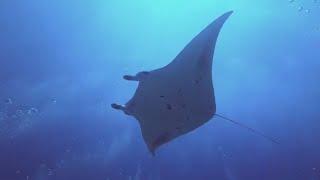 Manta rays