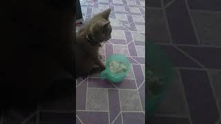 kucing pelik tengok ais sejuk