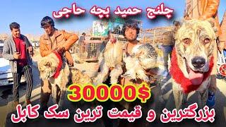 گزارش شعیب  امیری از دوکان های زنجیری حمید بچه حاجیسگ 30000دالری موش سفید و پلنگ سیاه #afghantv  